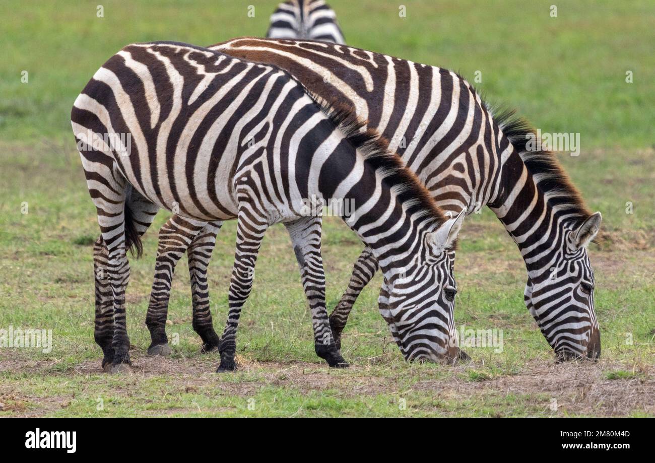 Zebras weiden, Amboseli Nationalpark, Kenia Stockfoto