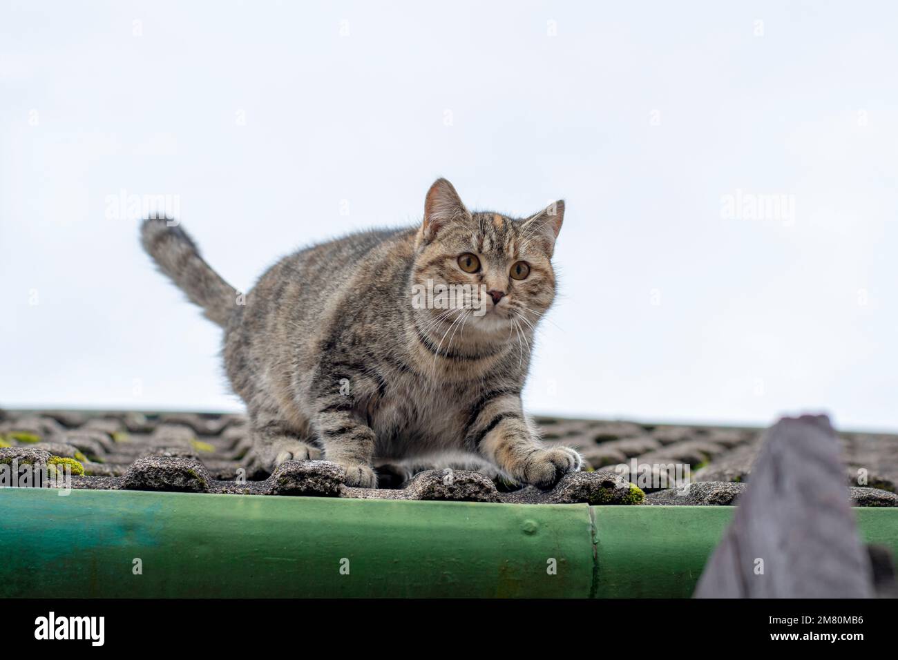 Süße graue Katze, bereit, vom alten Fliesendach zu springen. Stockfoto