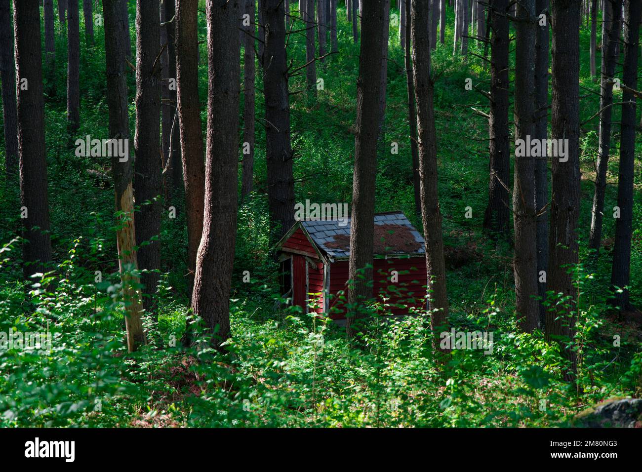 Kleine rote Hütte im Wald Stockfoto