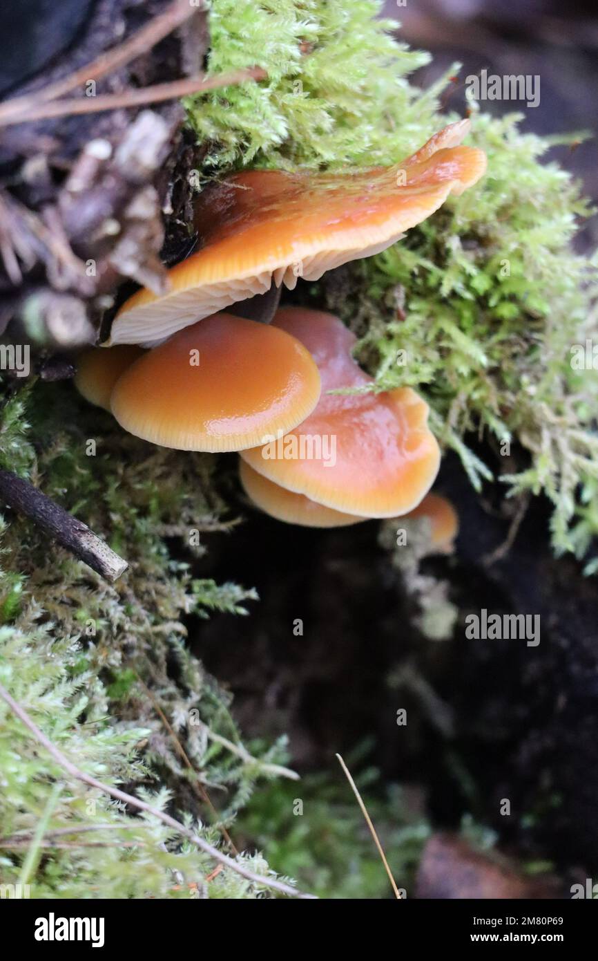 Gemeiner Samtschaft mit Moss im Nadelwald Stockfoto