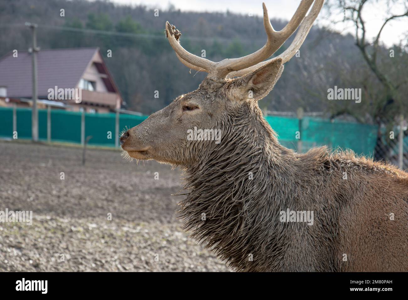 Rotwildmanagement. Hirschzucht in Gefangenschaft. Halten Sie wilde Tiere. Stockfoto