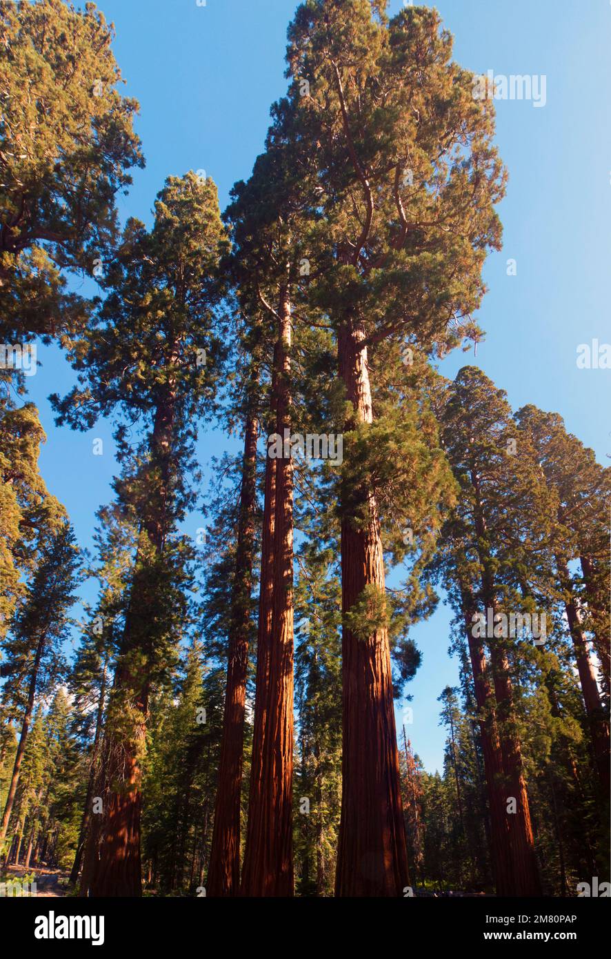 Riesenseguoien im Mariposa Grove des Yosemite-Nationalparks - zusammengesetztes Bild Stockfoto