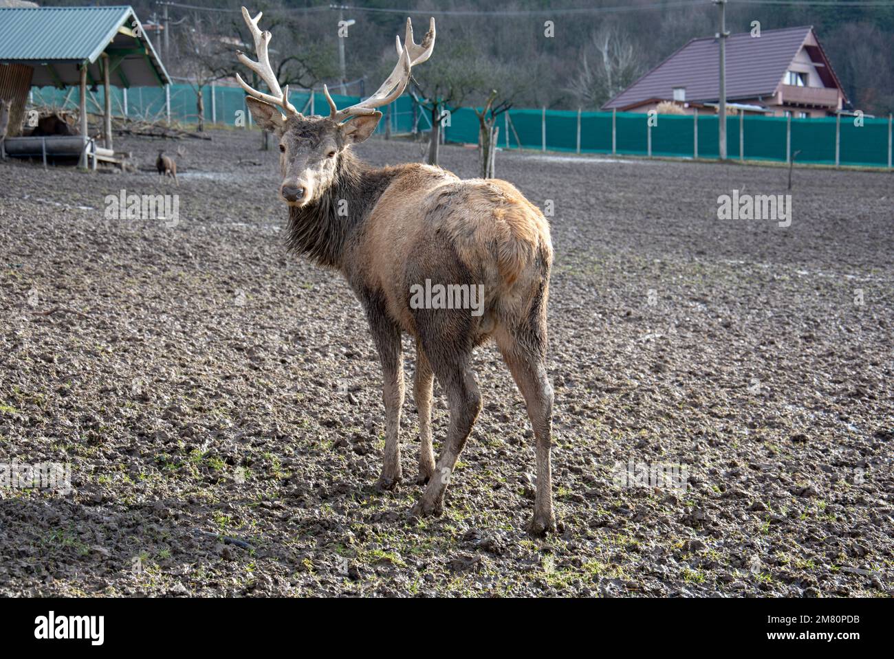 Rotwildmanagement. Hirschzucht in Gefangenschaft. Halten Sie wilde Tiere. Stockfoto