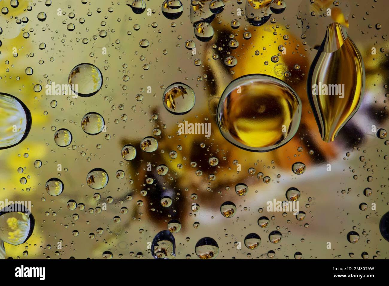 Eine Biene, die durch ein Glas voller Wassertropfen gesehen wird Stockfoto