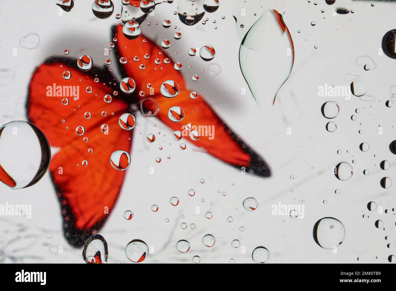 Ein Schmetterling, der durch Glas mit Wassertropfen sichtbar ist. Stockfoto