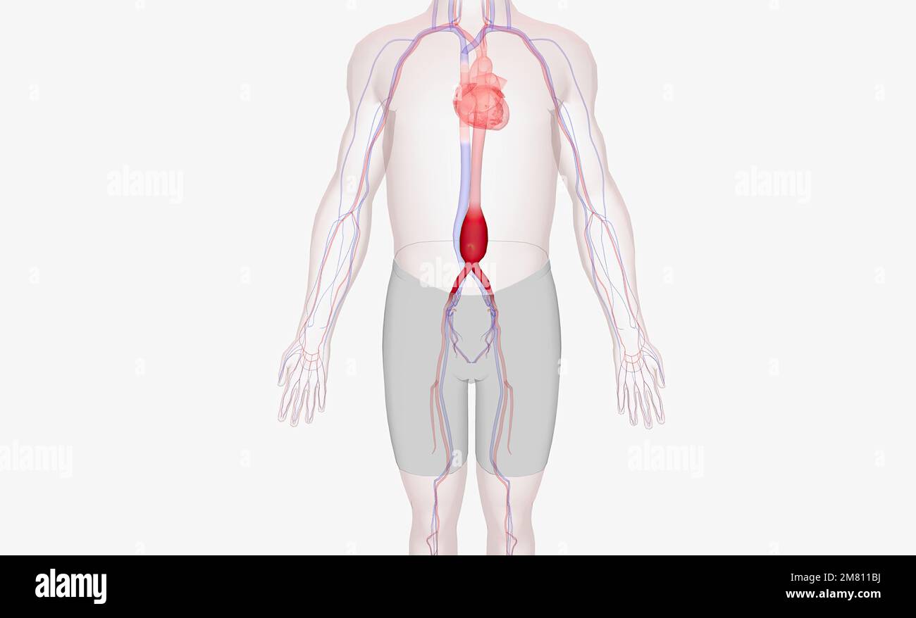 Aorta abdominal y vena cava -Fotos und -Bildmaterial in hoher Auflösung ...