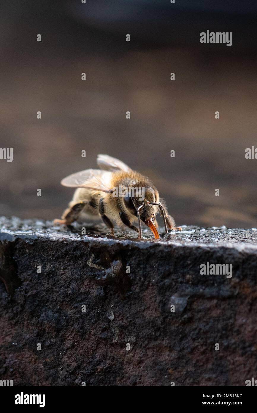 Honigbiene (APIs mellifera), die Wasser vom Metallrand eines alten Whiskyfässers trinkt oder sammelt – Schottland, Vereinigtes Königreich Stockfoto