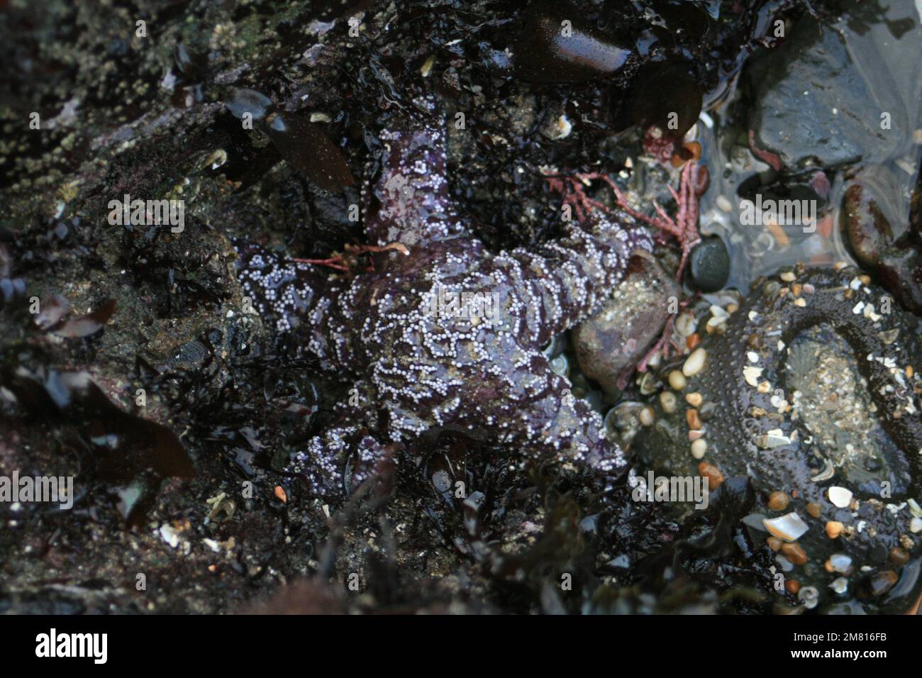 Ocher Starfish Stockfoto