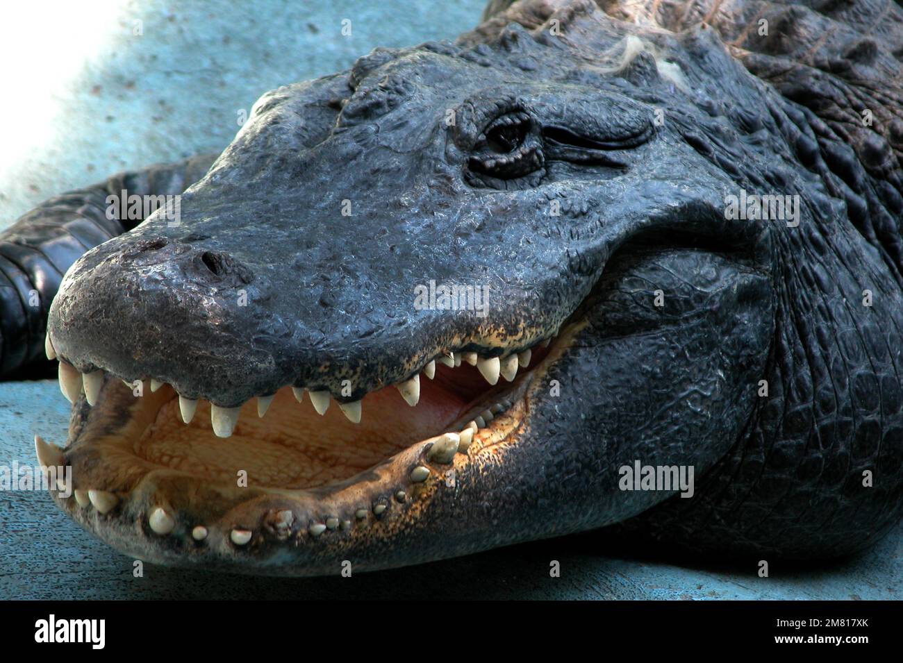 Amerikanischer Alligator (Alligator mississippiensis) Muja, der älteste Alligator der Welt Stockfoto