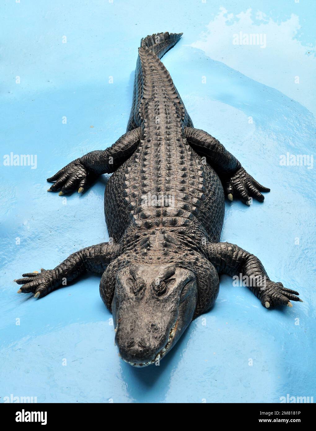Amerikanischer Alligator (Alligator mississippiensis) Muja, der älteste Alligator der Welt Stockfoto