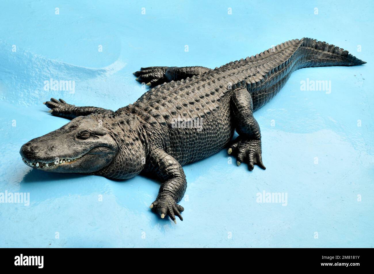 Amerikanischer Alligator (Alligator mississippiensis) Muja, der älteste Alligator der Welt Stockfoto