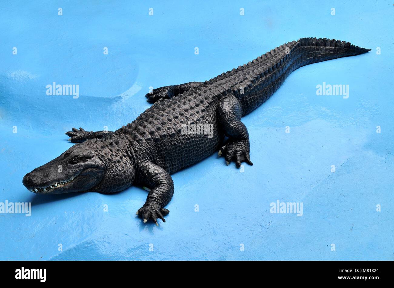 Amerikanischer Alligator (Alligator mississippiensis) Muja, der älteste Alligator der Welt Stockfoto