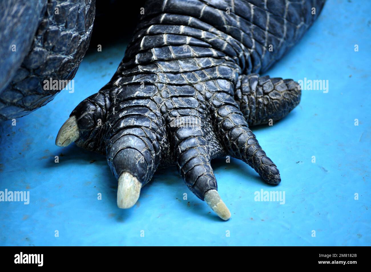 Amerikanischer Alligator (Alligator mississippiensis) Muja, der älteste Alligator der Welt Stockfoto