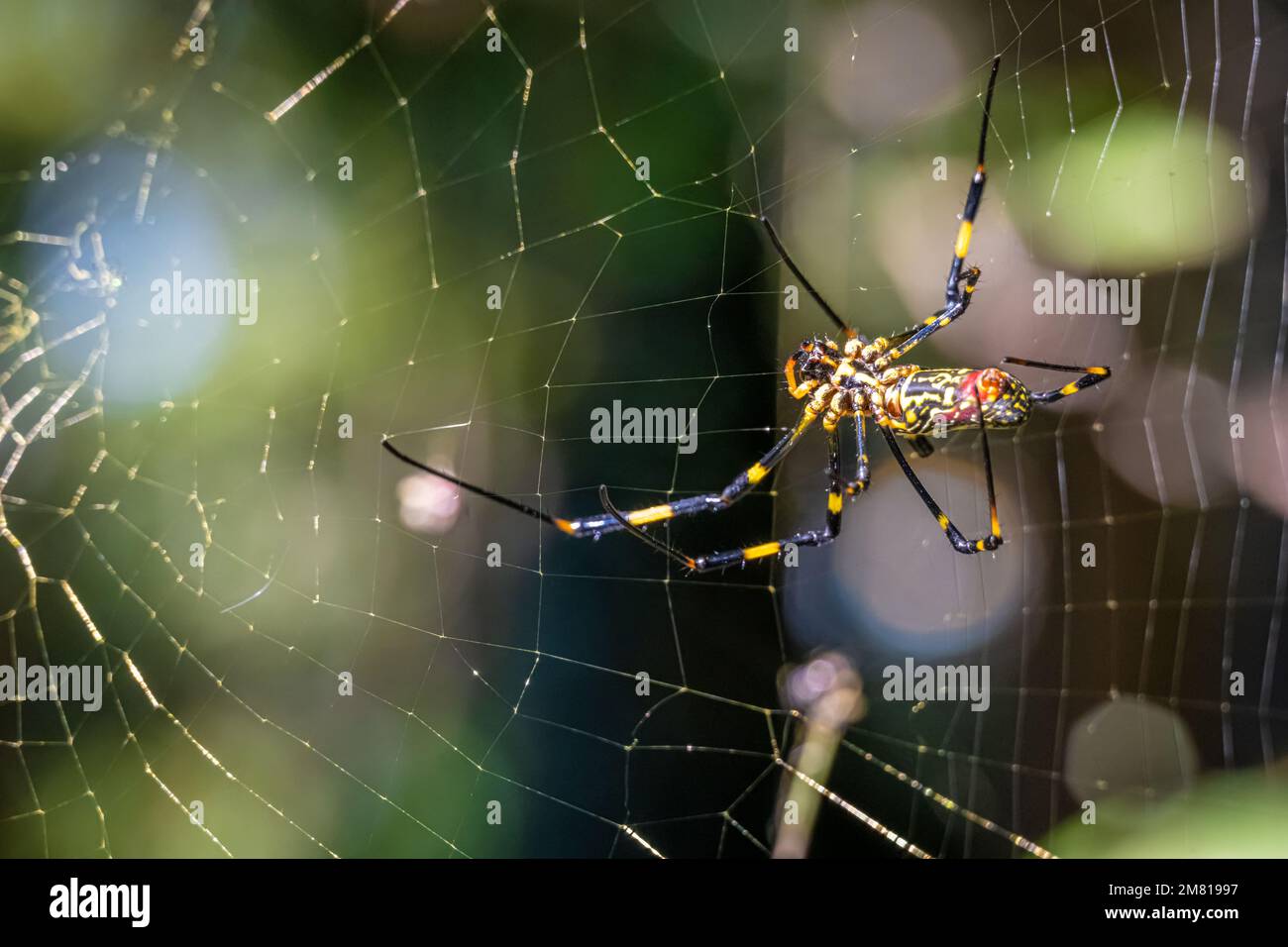 Die weibliche Joro-Spinne (Trichonephila clavata) baut ihr Netz in Lilburn, Georgia, nordöstlich von Atlanta. (USA) Stockfoto
