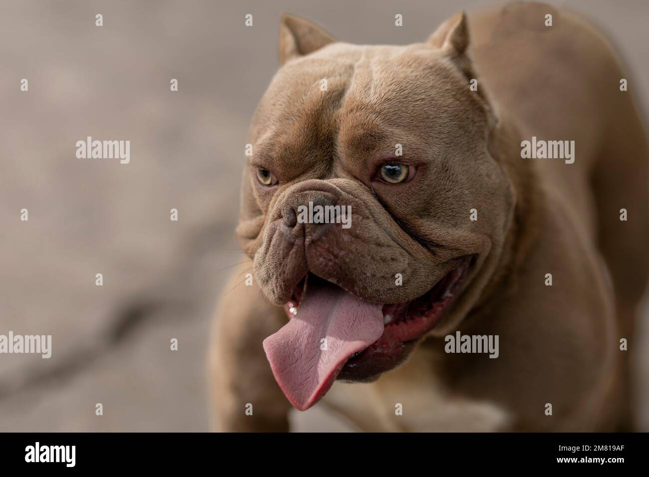 ein amerikanischer Rüpel züchtet einen Hund, dessen Zunge draußen herausragt Stockfoto
