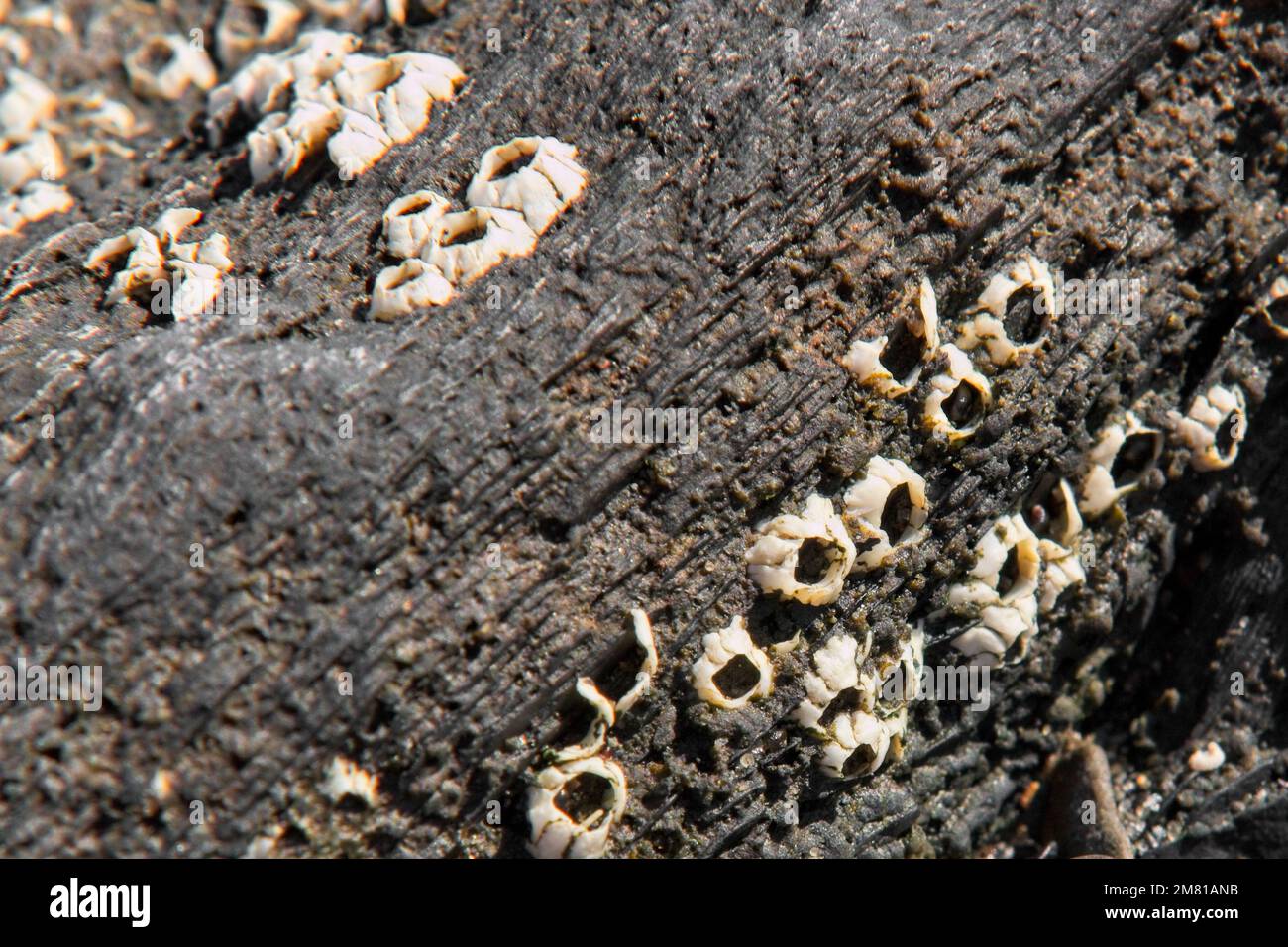 Leere Eicheln auf einem Felsen bei Ebbe entlang der Küste von Neuschottland. Stockfoto