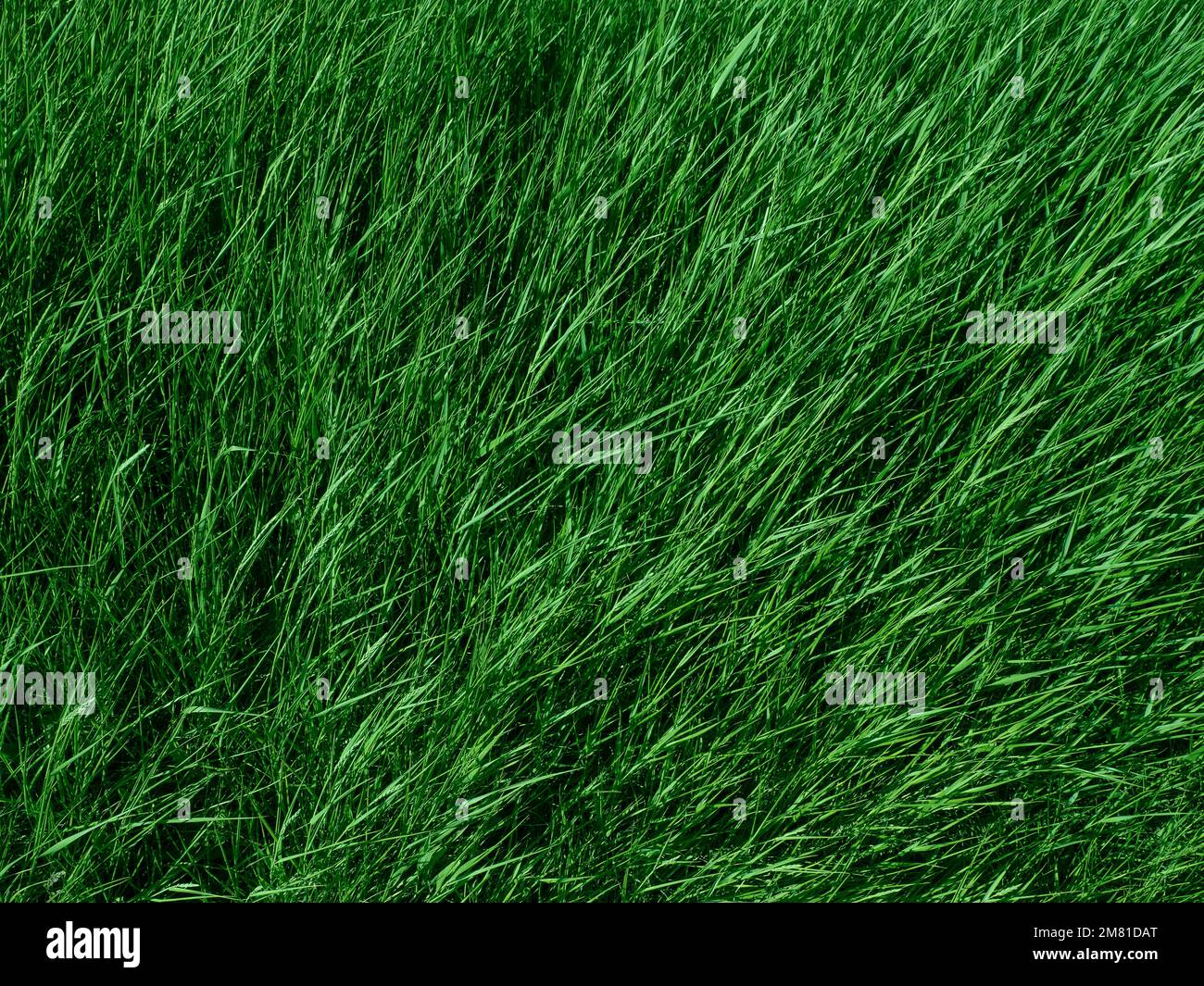 Grüngras Rasenfeldflora, Textur oder Hintergrund von Grüngras, windiger Tag Stockfoto