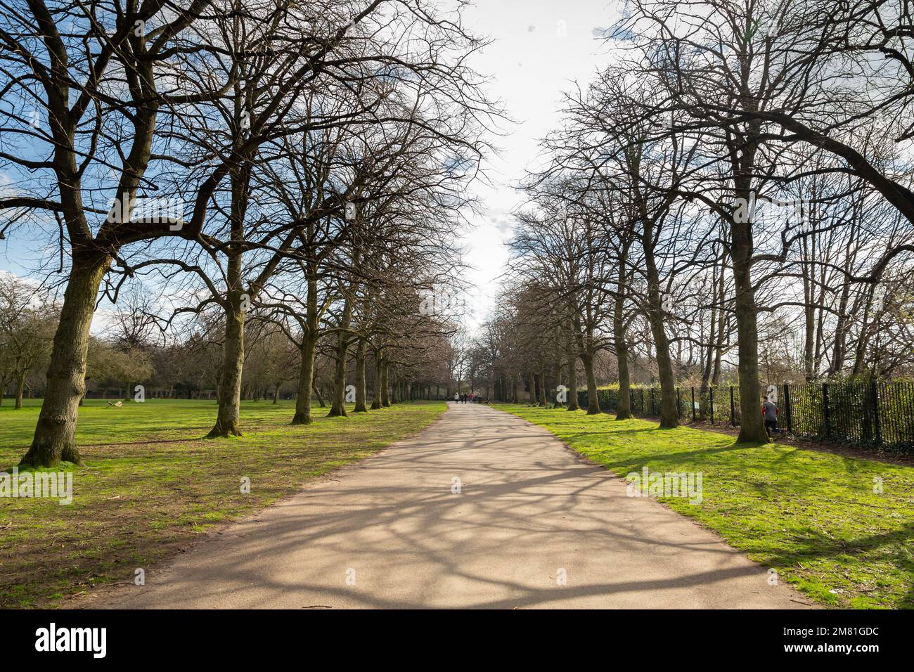 Liverpool, Großbritannien: Von Bäumen gesäumte Avenue, Calderstones Park, ein öffentliches Erholungsgebiet mit Gärten, Wäldern und einem See. Stockfoto