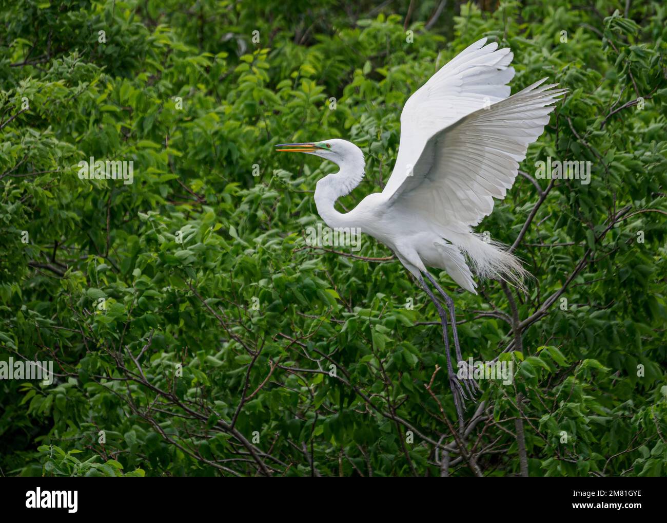 Great Egret (Ardea alba), der auf der Ocean City Rookery abhebt. Stockfoto