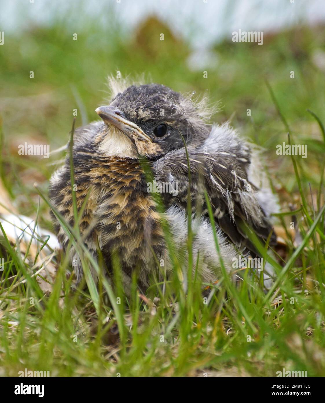 Nahaufnahme eines jungen Vogels, der auf Gras hockt Stockfoto