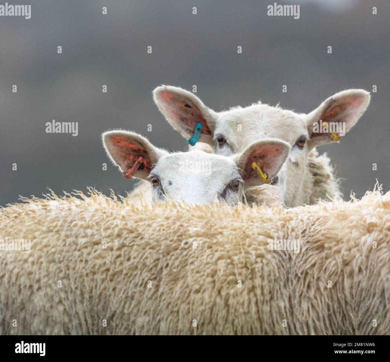 Zwei Schafe mit Ohrmarken, die über den Rücken eines anderen Schafes schauen. Stockfoto