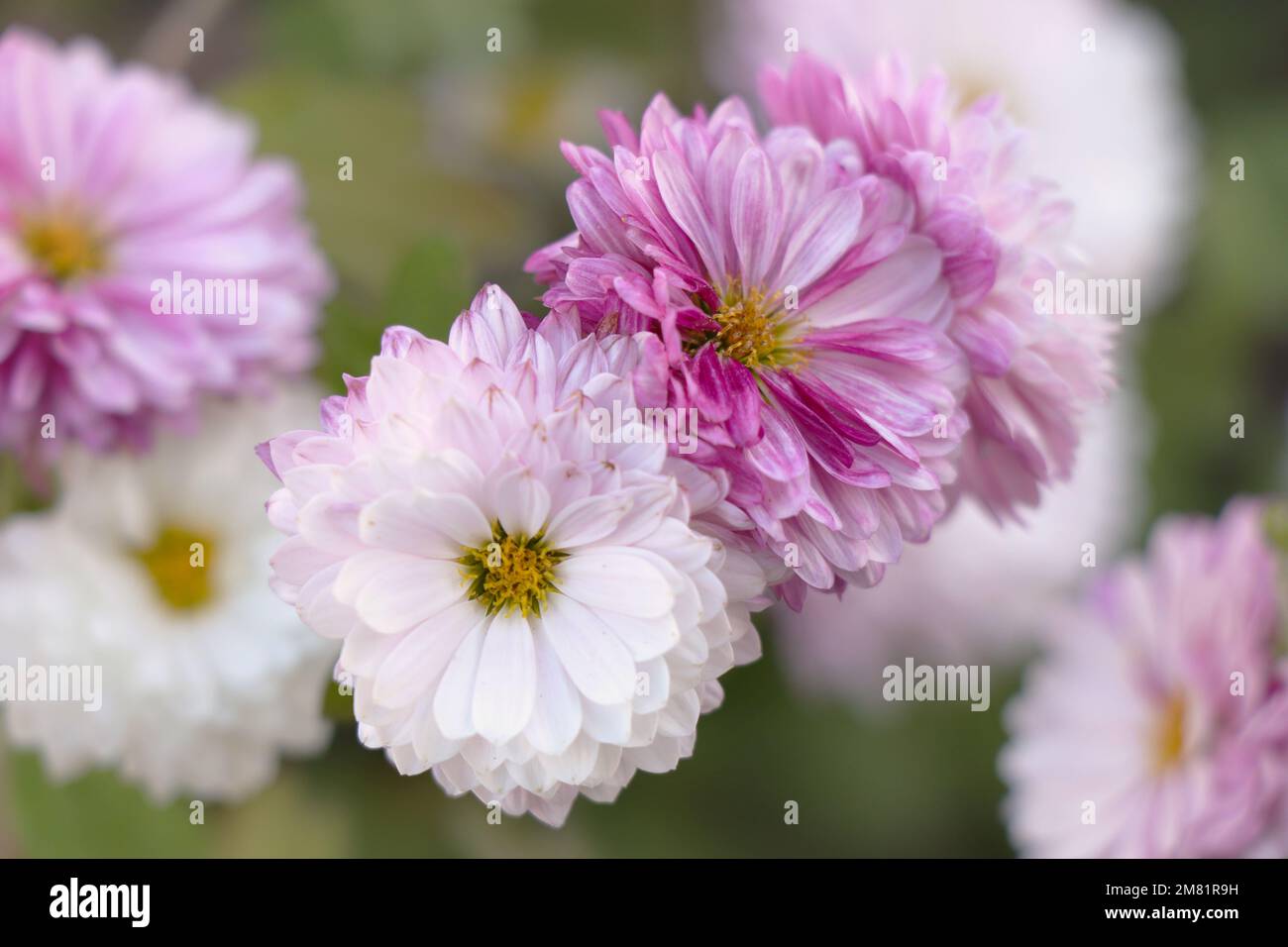 Blühende rosa weiße Chrysanthemen im Garten. Stockfoto