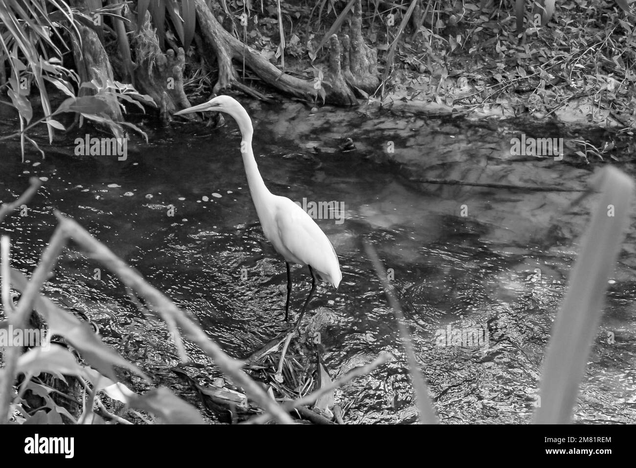 Reiher auf der Suche nach Essen im Wasser, während sie in einem Sumpf in Florida sind Stockfoto