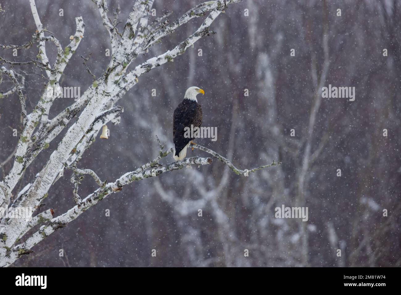 Weißkopfseeadler im Norden von Wisconsin. Stockfoto