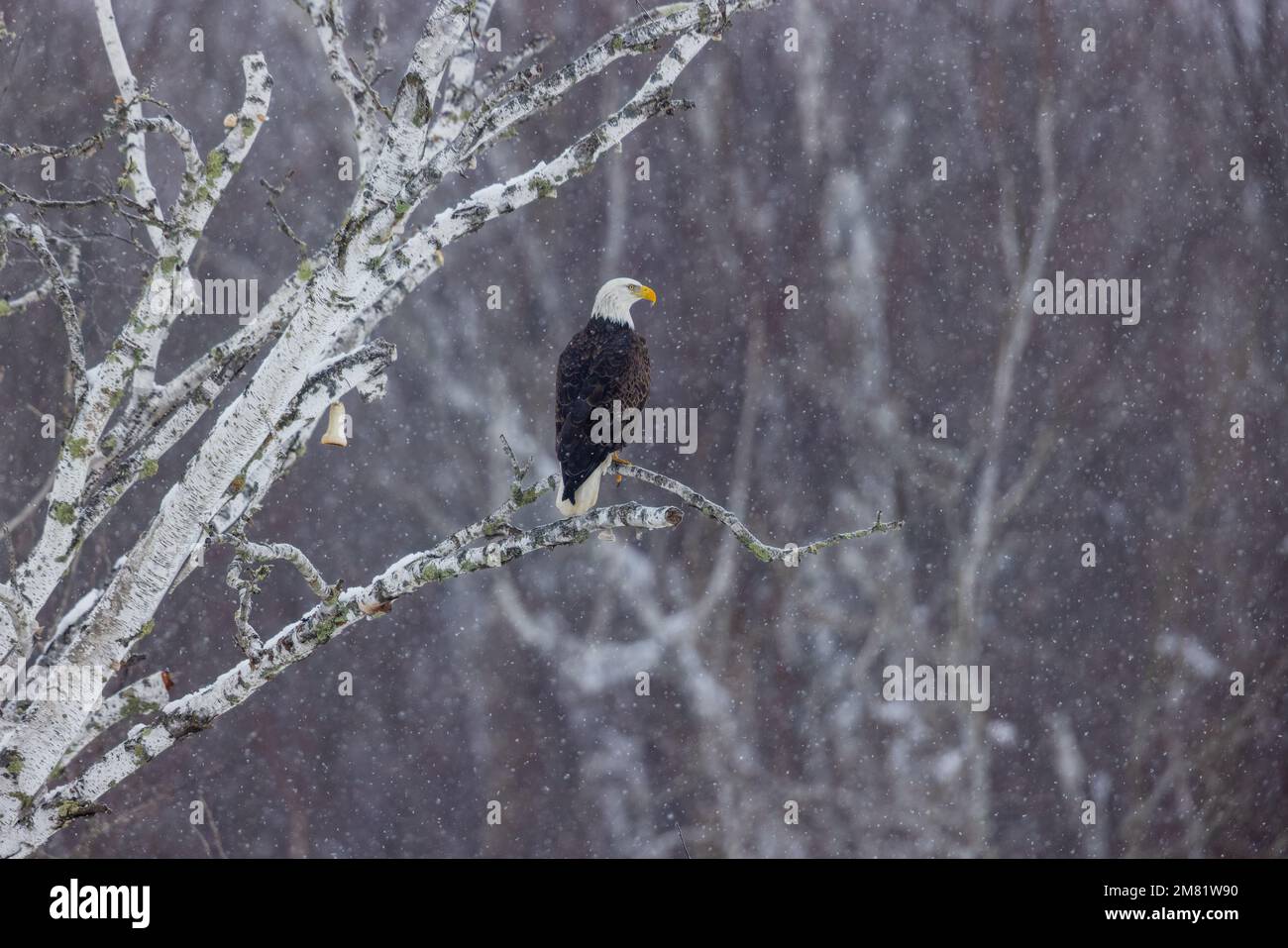 Weißkopfseeadler im Norden von Wisconsin. Stockfoto