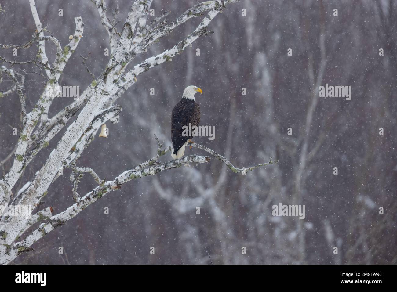 Weißkopfseeadler im Norden von Wisconsin. Stockfoto