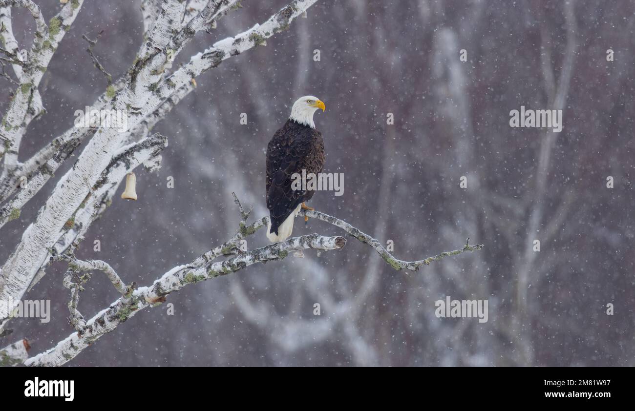Weißkopfseeadler im Norden von Wisconsin. Stockfoto