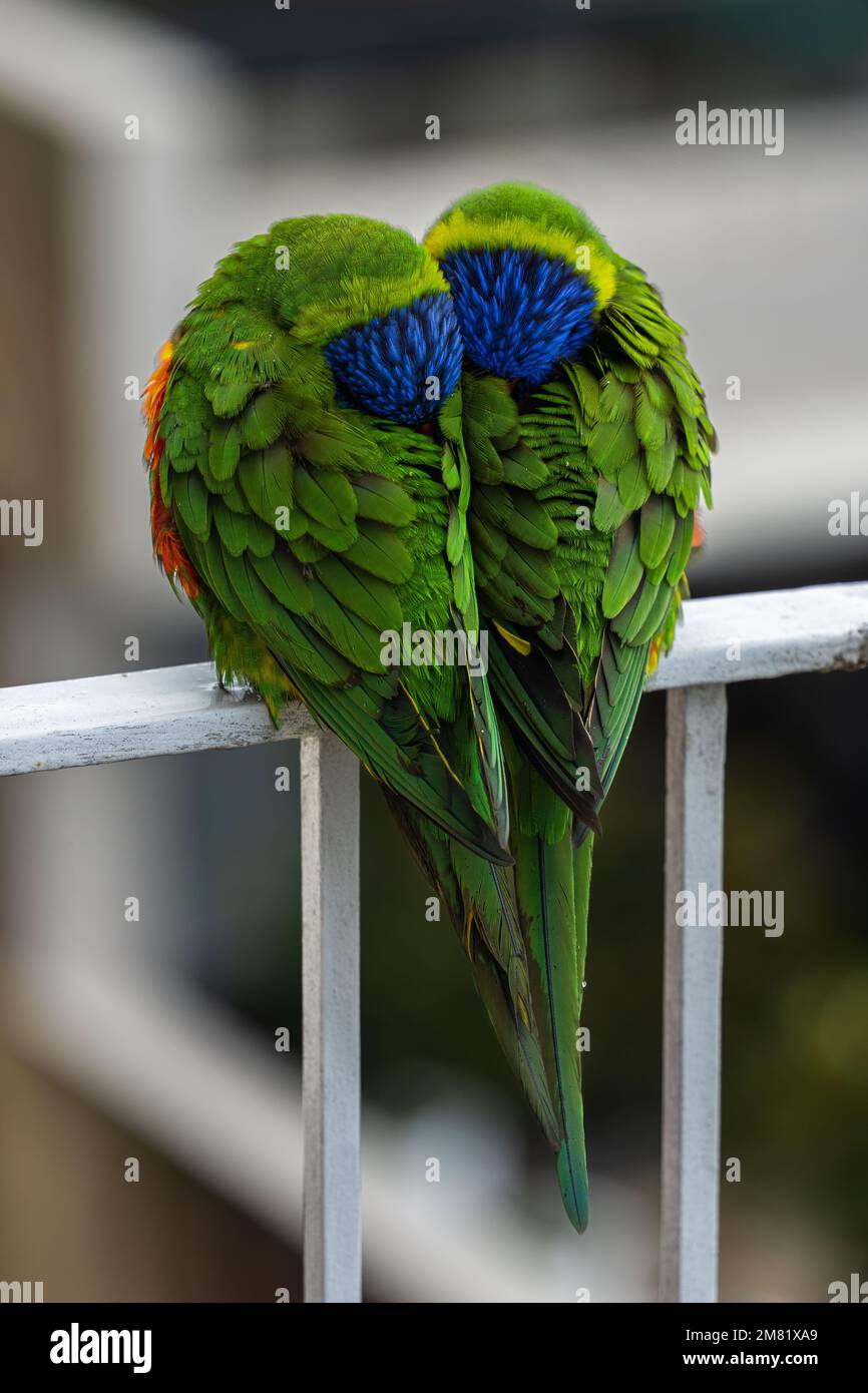 Ein paar Lorikeet-Vögel, die auf weißen Balkongeländern sitzen und sich ausruhen. Stockfoto