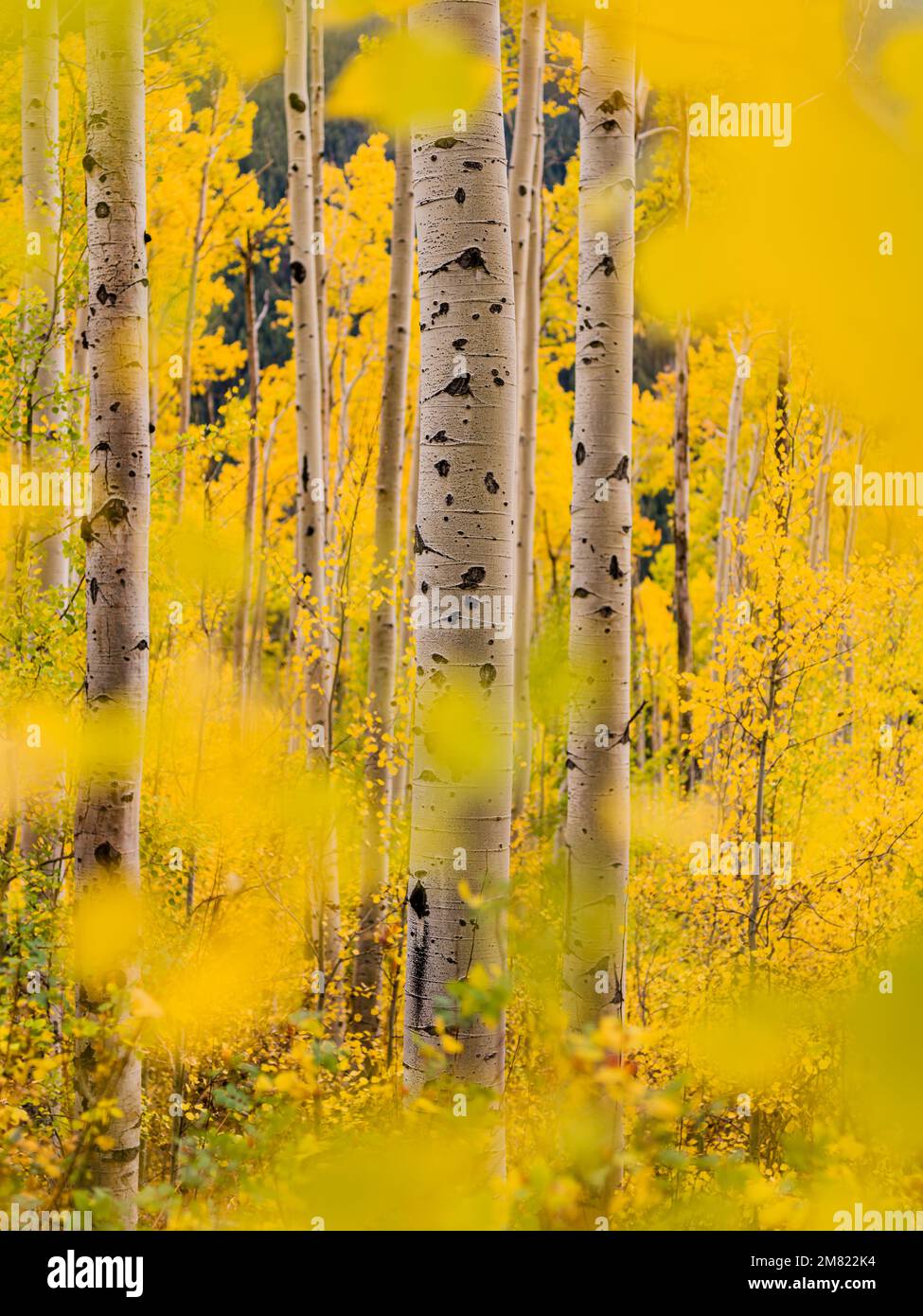 Blick durch die Aspen Bäume - Herbstfarben Colorado Stockfoto