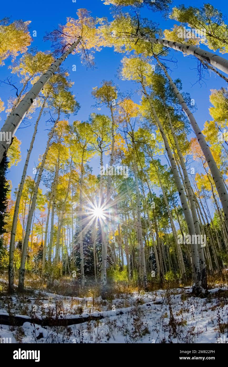 Fisheye Aspen Trees - Colorado Herbstfarben 1 Stockfoto