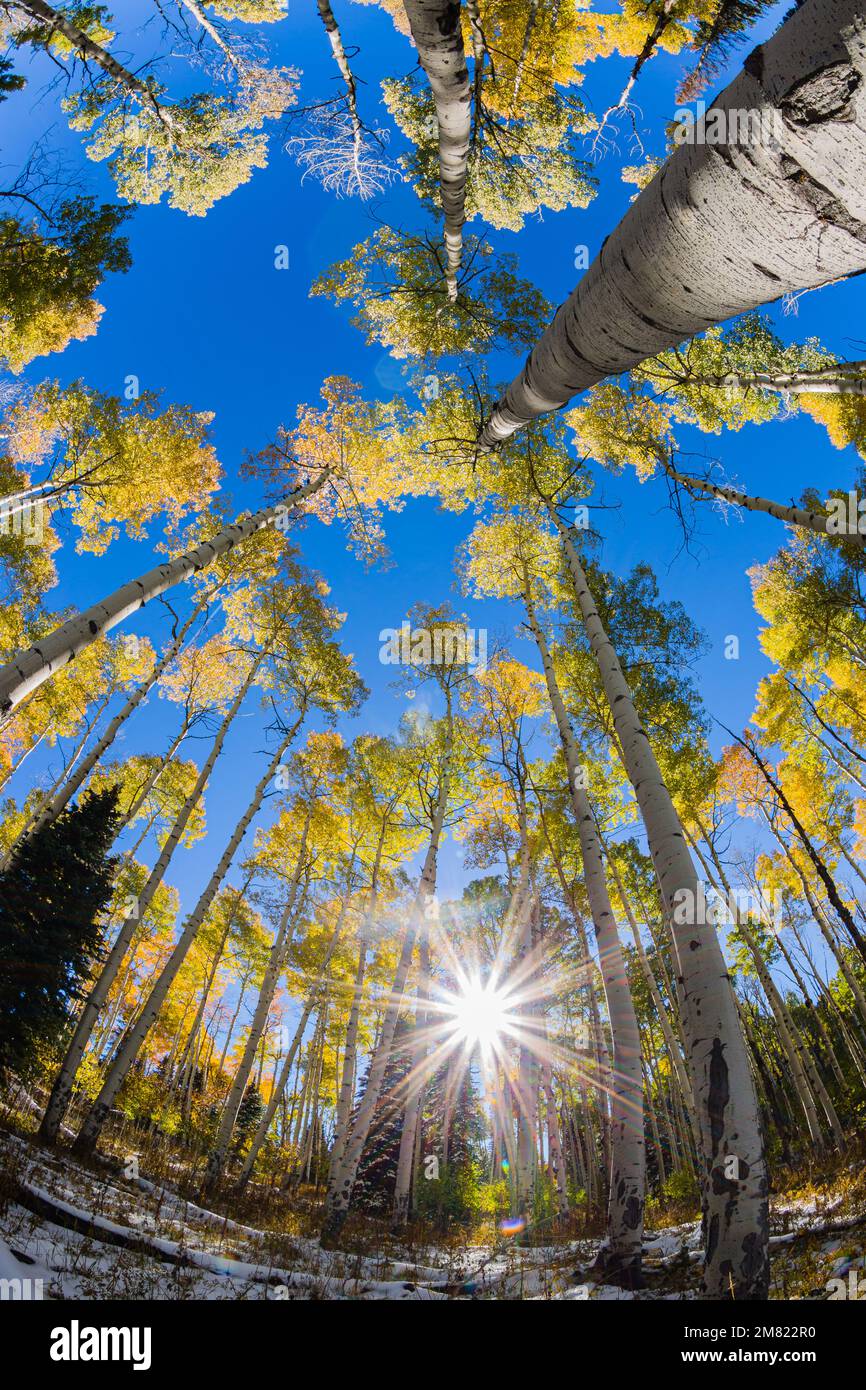 Fisheye Aspen Trees - Colorado Herbstfarben 5 Stockfoto
