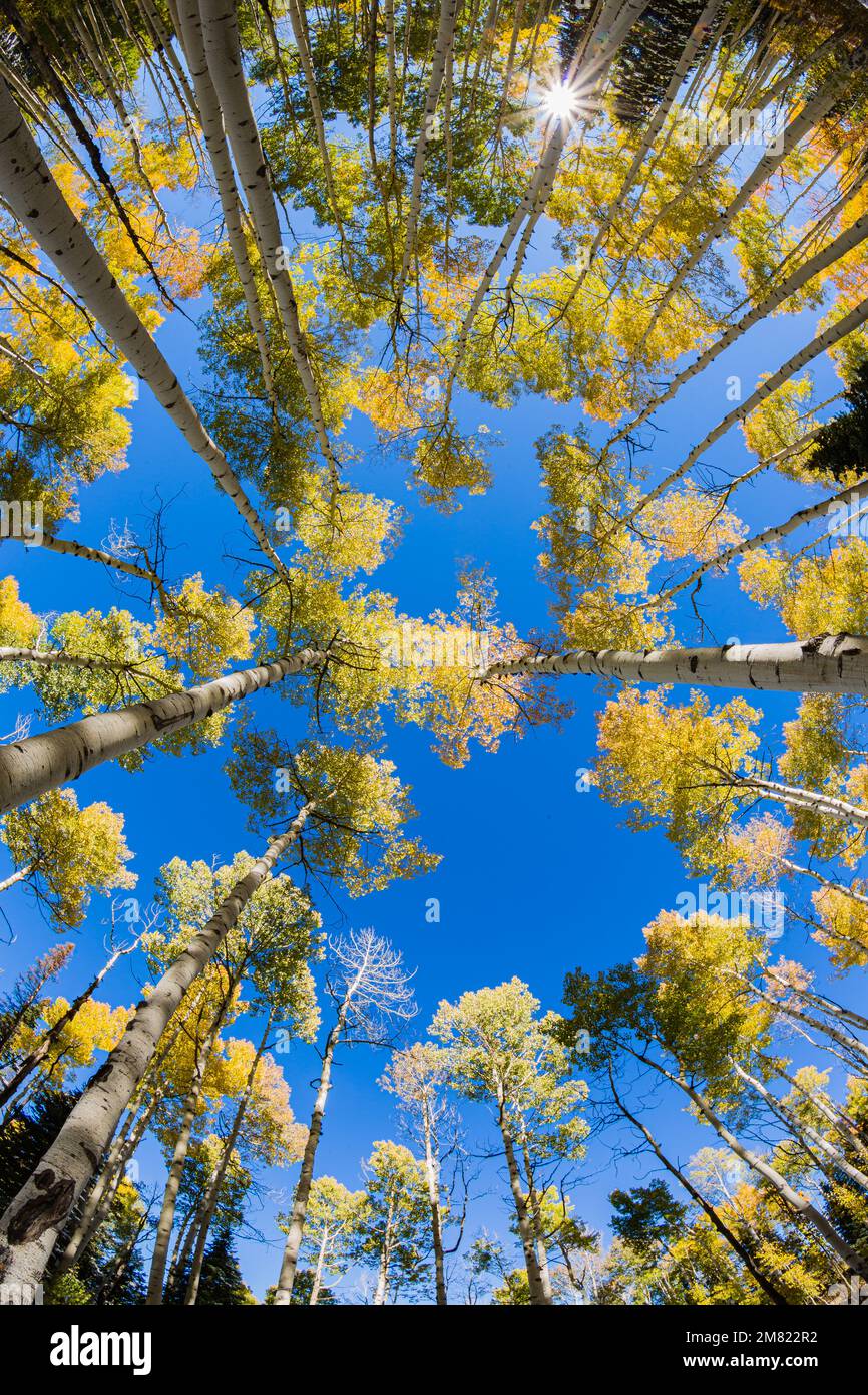 Fisheye Aspen Trees - Colorado Herbstfarben 3 Stockfoto