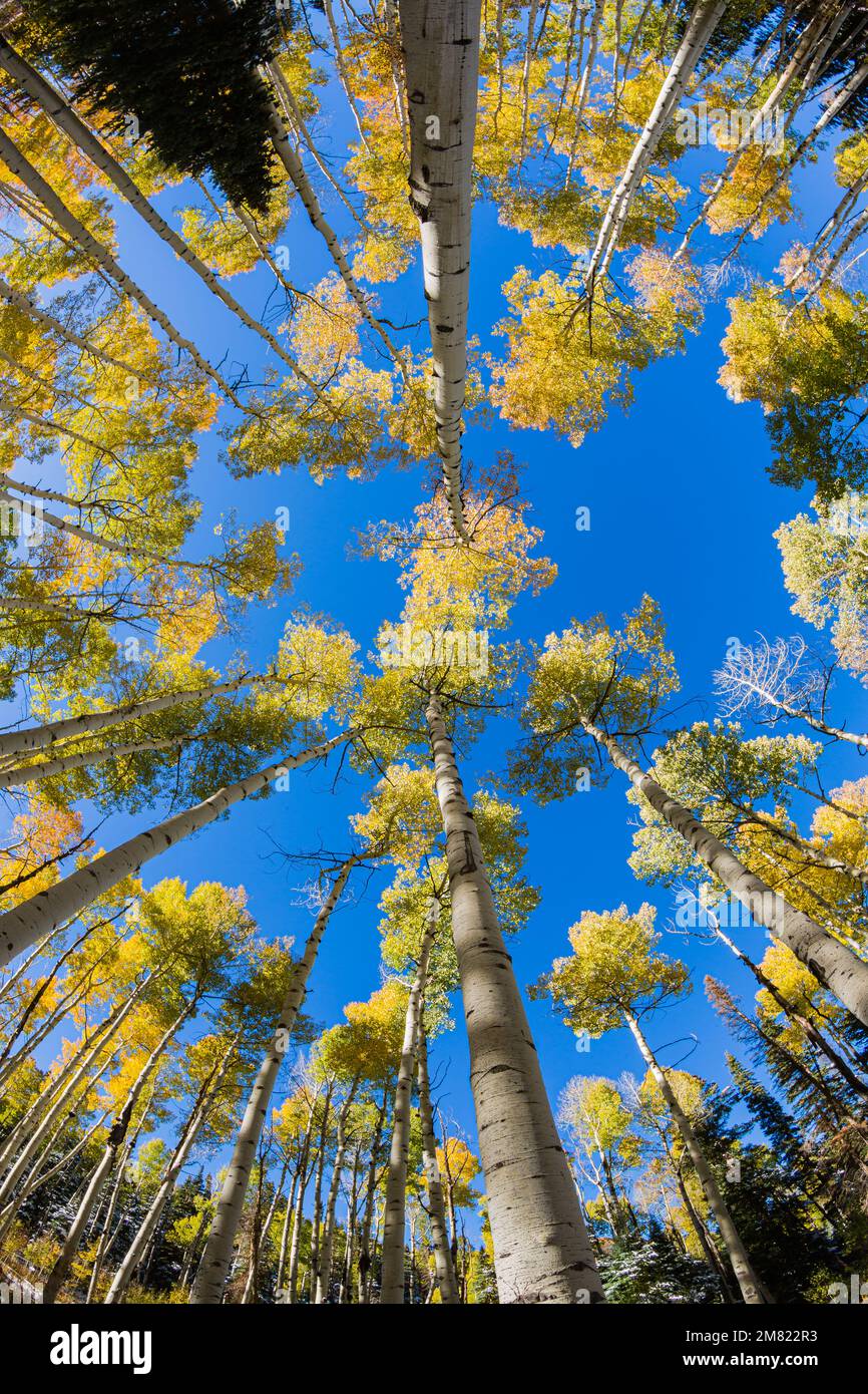 Fisheye Aspen Trees - Colorado Herbstfarben 2 Stockfoto