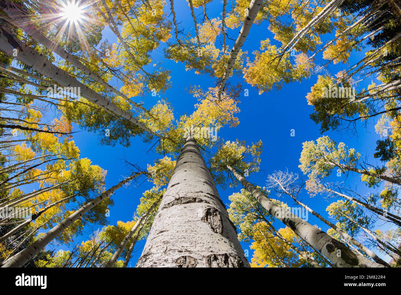 Fisheye Aspen Trees - Colorado Herbstfarben 4 Stockfoto