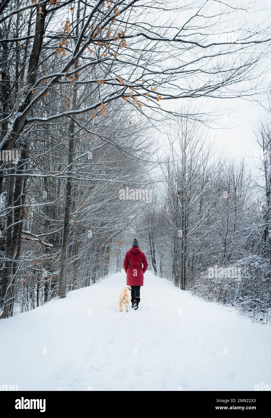 Eine Frau in rotem Mantel, die im Winter mit einem Hund auf einem schneebedeckten Waldweg spaziert. Stockfoto