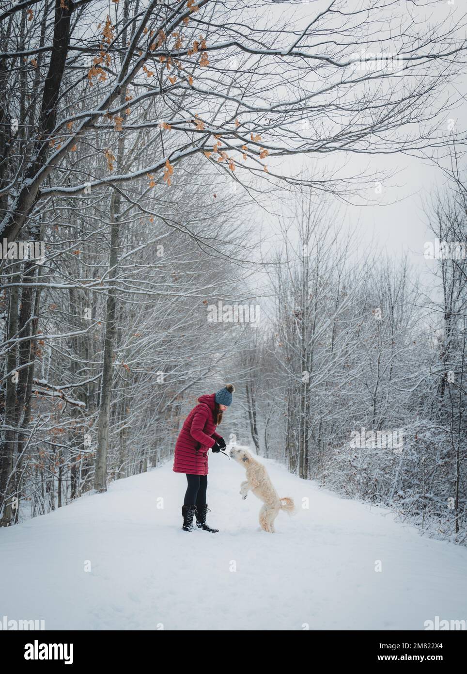 Frau und Hund, die im Winter mit einem Stock auf einem schneebedeckten Waldweg spielen. Stockfoto