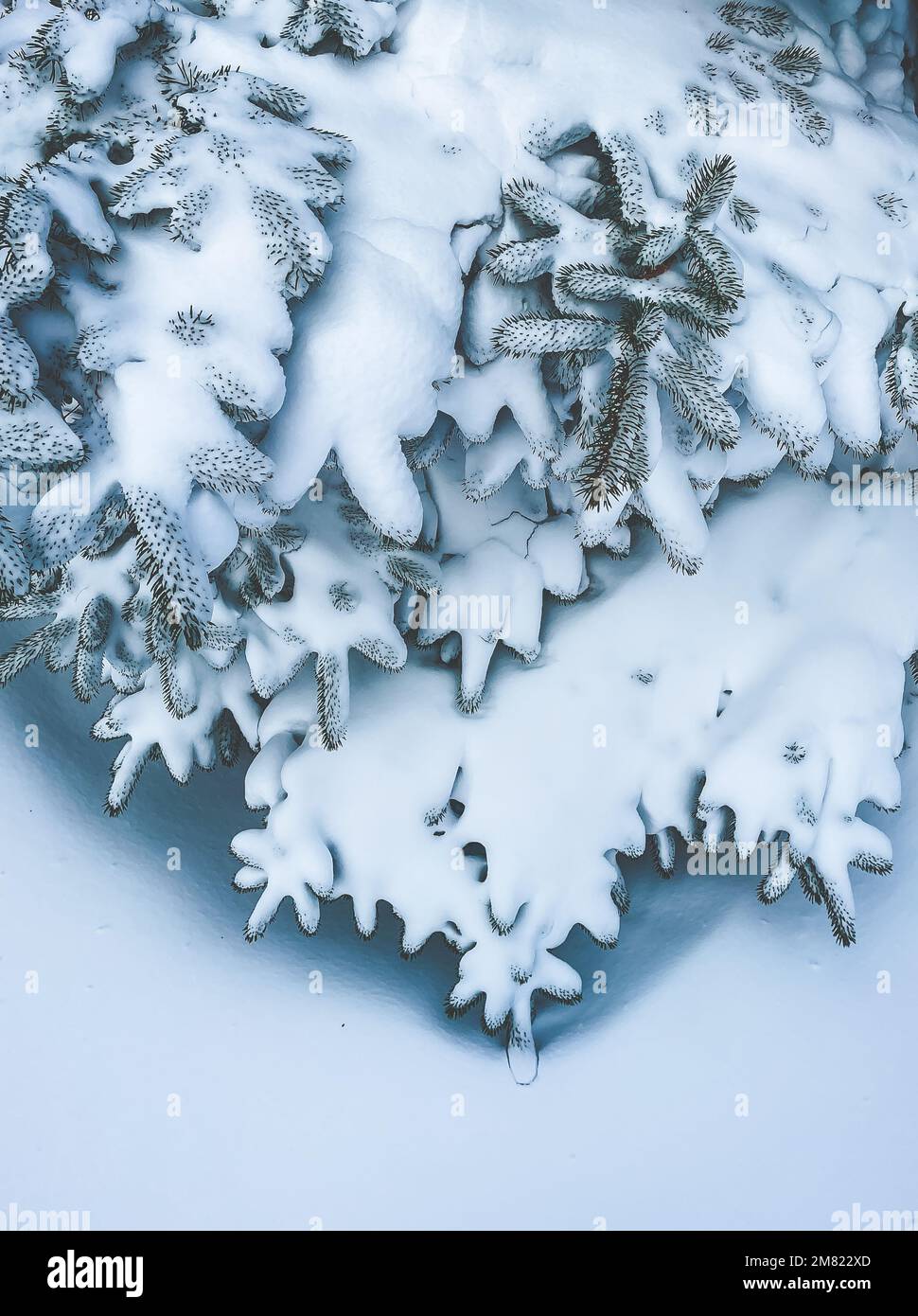 Schneebedeckung von immergrünen Zweigen nach Wintersturm. Stockfoto