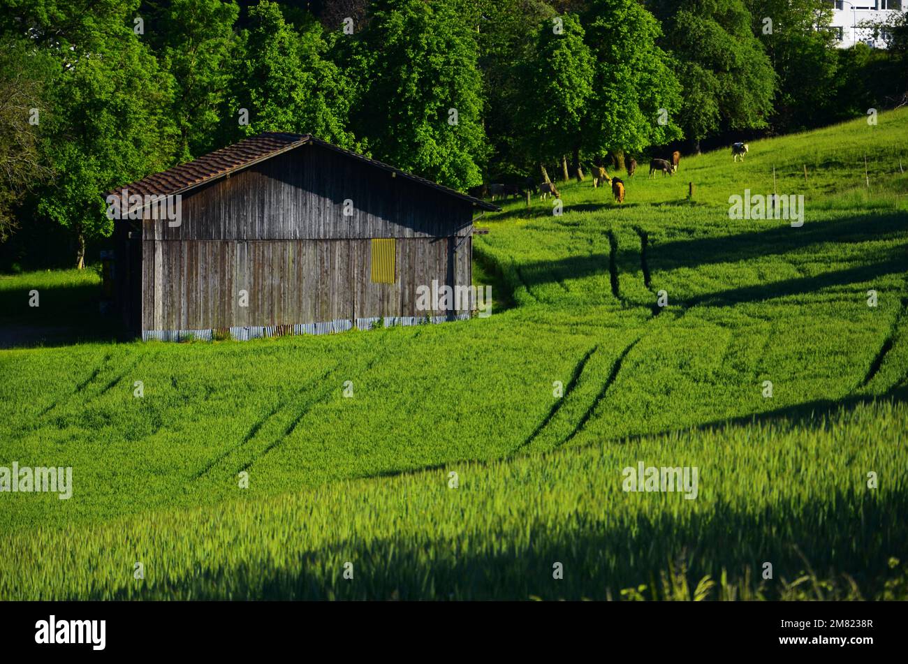 Sommerliche Naturfarben in Zürich Stockfoto