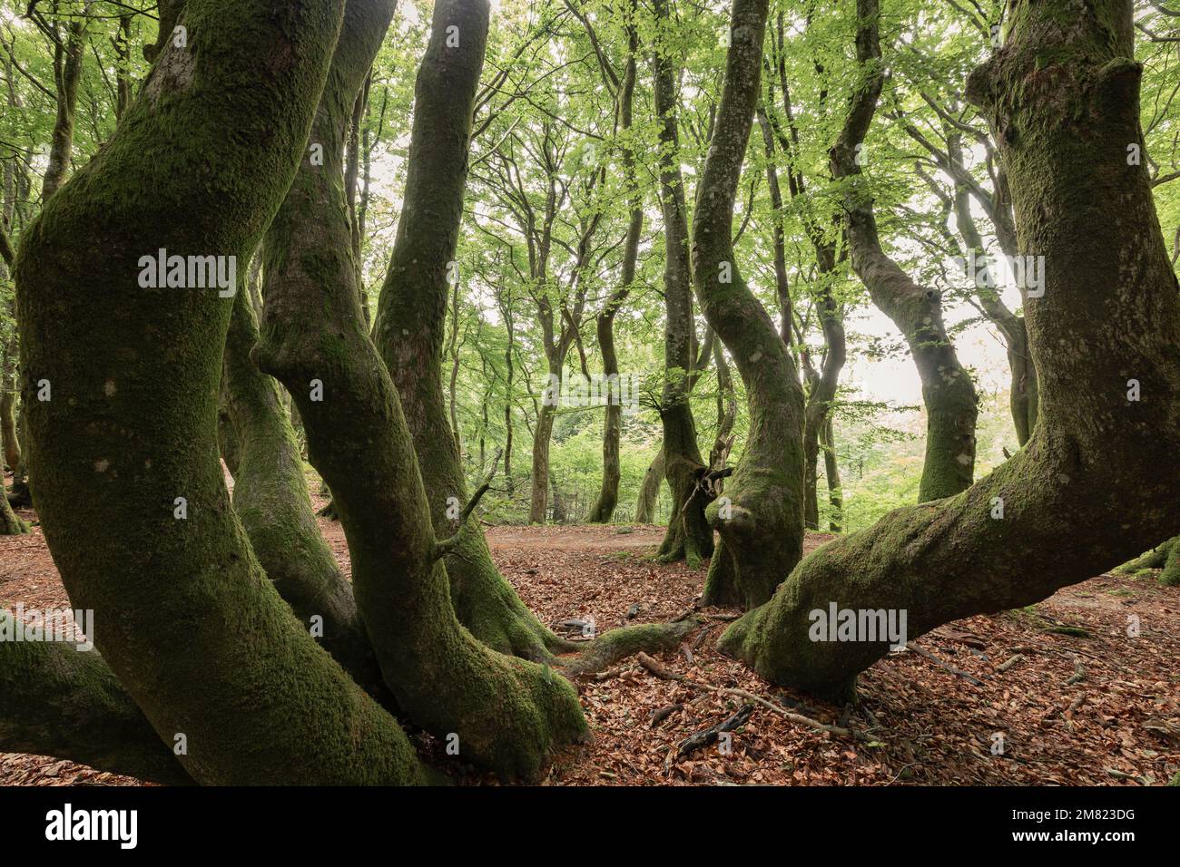 Dichte Buchenwälder, Rold Forest, Dänemark Stockfoto