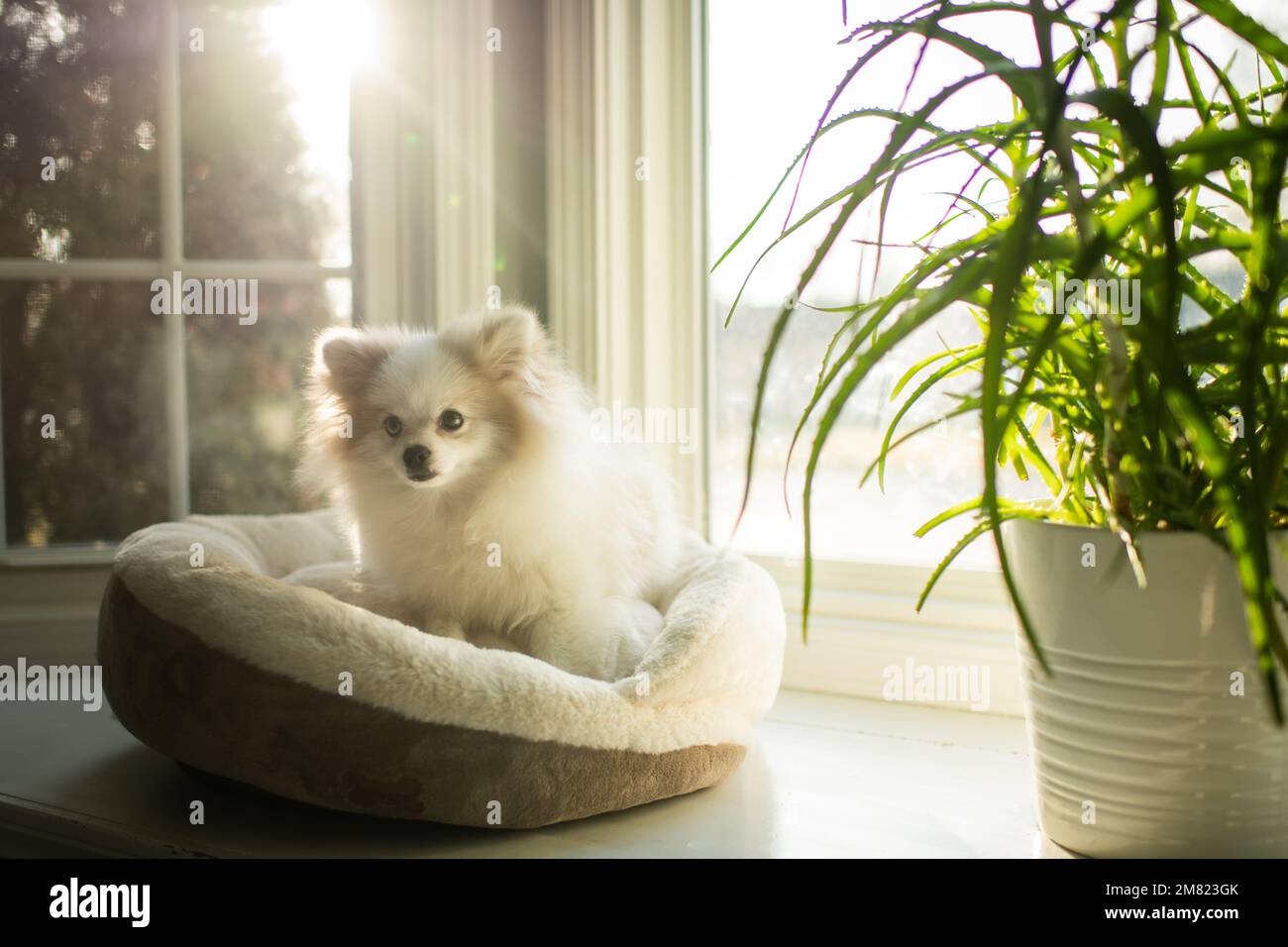 Der kleine süße, flauschige Hund sitzt im Sonnenlicht auf dem Hundebett neben dem Fenster Stockfoto