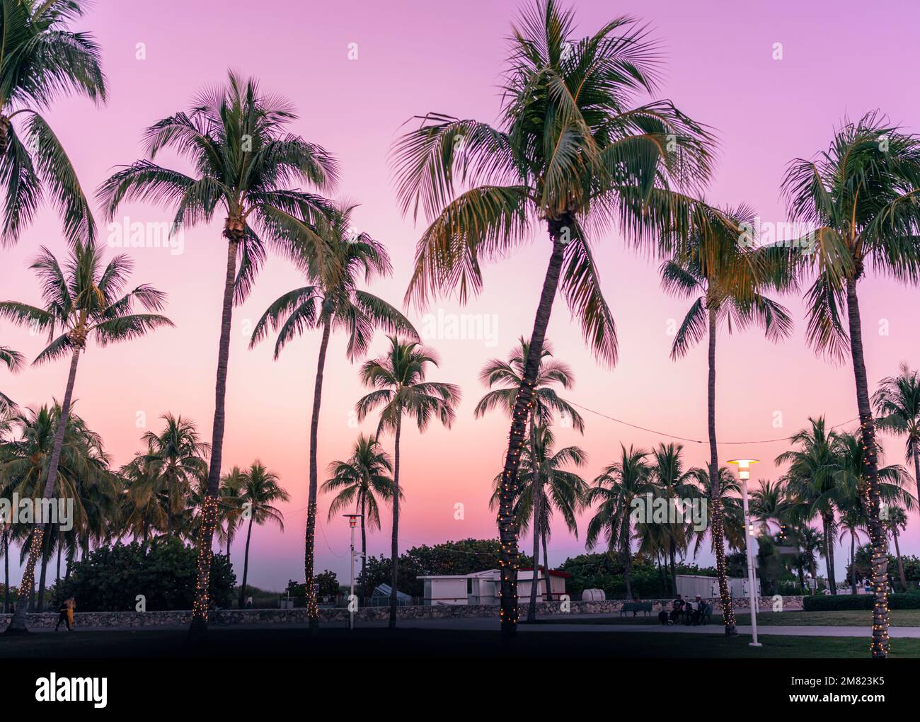 Bäume bei Sonnenuntergang im Sommer in Miami Beach Stockfoto