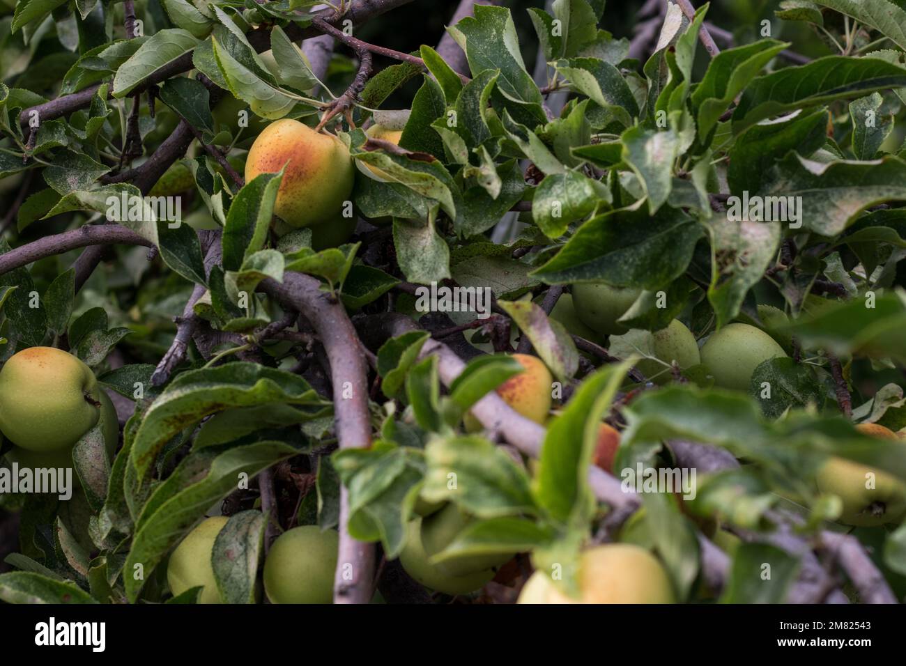 Nahaufnahme von Äpfeln am Baum. Stockfoto