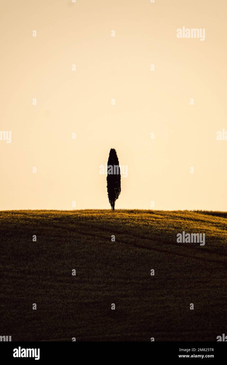 Baumsilhouette in der Toskana Italien während des Sonnenuntergangs im Sommer 2022 aufgenommen Stockfoto
