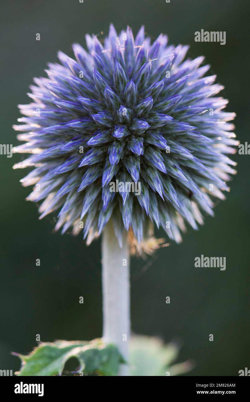 Kleine Distel (Echinops ritro), Emsland, Niedersachsen, Deutschland Stockfoto