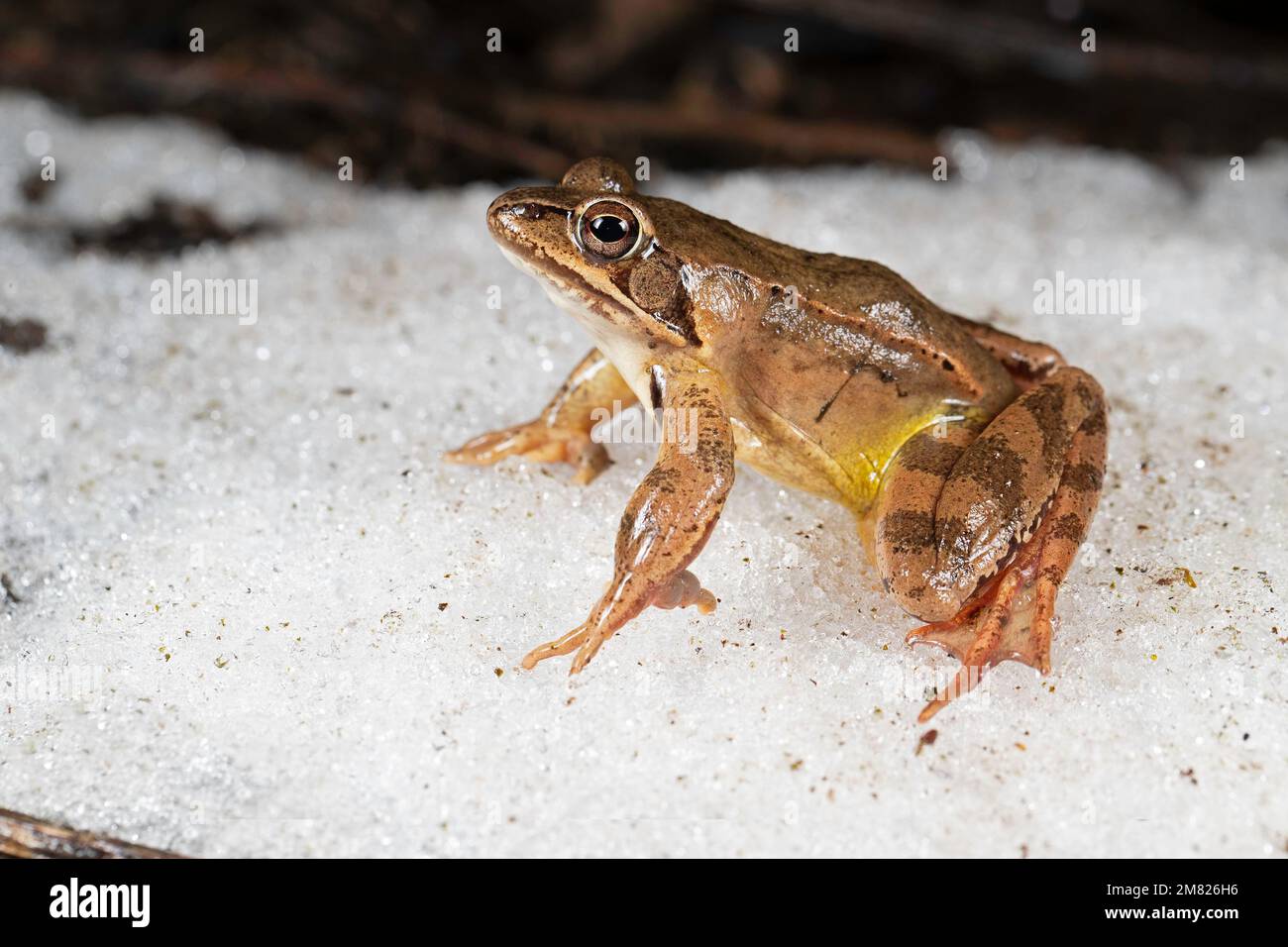 Agiler Frosch (Rana dalmatina) auf Schnee nach Winterschlaf, Sachsen