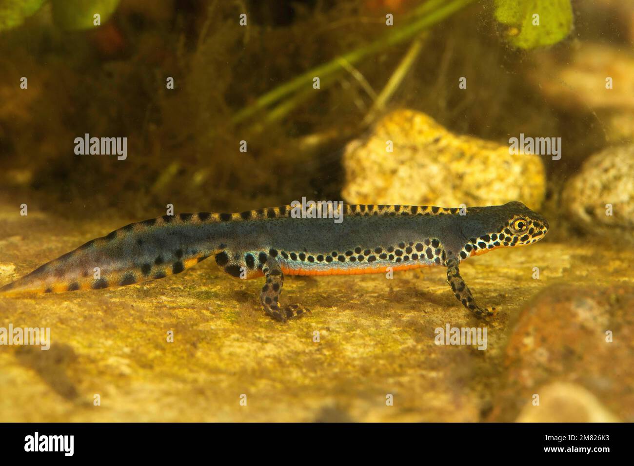 Alpenmolch (Ichthyosaura alpestris), männlich in der Wasserzucht, Thüringen, Deutschland Stockfoto